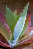 Aloe succulent plant leaves in a garden stock images Aloe succulent plant leaves in a garden stock images