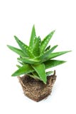 Aloe vera royalty free stock image Aloe vera royalty free stock image