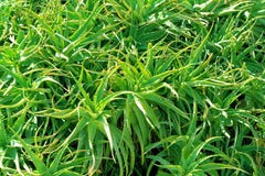 Aloe Vera Stock Images Aloe Vera Stock Images