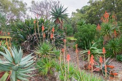 Aloe Garden Stock Photos Download 9 978 Royalty Free Photos