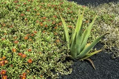 Aloe vera and mesembryanthemum on the desert - Lanzarote royalty free stock photo Aloe vera and mesembryanthemum on the desert - Lanzarote royalty free stock photo