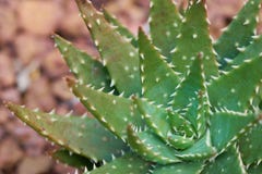 Aloe Vera oder Stern cactusAloe barbadensis Mühlgelee in Aloe-Vera-Blättern enthalten viele Chemikalien Aloe Vera oder Schleim de lizenzfreie stockfotografie Aloe Vera oder Stern cactusAloe barbadensis Mühlgelee in Aloe-Vera-Blättern enthalten viele Chemikalien Aloe Vera oder Schleim de lizenzfreie stockfotografie