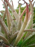 Aloe vera plant | small plant stock photos Aloe vera plant | small plant stock photos