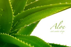 aloe Βέρα