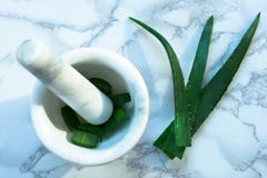 Aloe Βέρα μέσα στο κύπελλο κονιάματος - μια πολύ χρήσιμη βοτανική ιατρική για τη φροντίδα δερμάτων και τρίχας, σε έναν μαρμάρινο στοκ εικόνα Aloe Βέρα μέσα στο κύπελλο κονιάματος - μια πολύ χρήσιμη βοτανική ιατρική για τη φροντίδα δερμάτων και τρίχας, σε έναν μαρμάρινο στοκ εικόνα