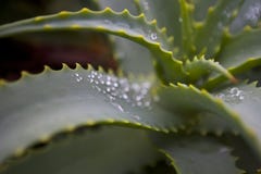 Aloe Βέρα μετά από τη βροχή στοκ εικόνες Aloe Βέρα μετά από τη βροχή στοκ εικόνες