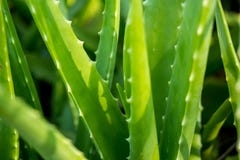 Aloe εικόνα υποβάθρου της Βέρα Πράσινο Aloe υπόβαθρο της Βέρα στοκ εικόνες με δικαίωμα ελεύθερης χρήσης Aloe εικόνα υποβάθρου της Βέρα Πράσινο Aloe υπόβαθρο της Βέρα στοκ εικόνες με δικαίωμα ελεύθερης χρήσης
