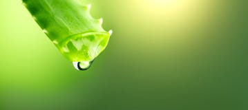 Aloe πήκτωμα της Βέρα που στάζει από Aloe την πράσινη κινηματογράφηση σε πρώτο πλάνο φύλλων Έννοια Skincare Πτώση μακρο πυροβολισ στοκ φωτογραφίες με δικαίωμα ελεύθερης χρήσης Aloe πήκτωμα της Βέρα που στάζει από Aloe την πράσινη κινηματογράφηση σε πρώτο πλάνο φύλλων Έννοια Skincare Πτώση μακρο πυροβολισ στοκ φωτογραφίες με δικαίωμα ελεύθερης χρήσης