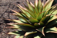  Aloes Broomi, Łaciński Xanthorrhoeaceae, kaktus rośliny Obraz Stock