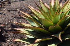  Aloes Broomi, Łaciński Xanthorrhoeaceae, kaktus rośliny Obrazy Royalty Free