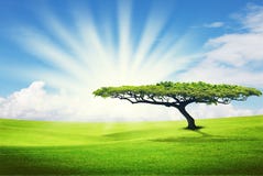 Alone Tree On Grass Field Royalty Free Stock Photography