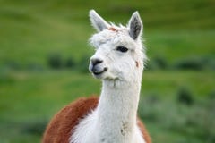 Alpaca Stock Images Alpaca Stock Images