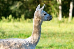 Alpaca in a green farm meadow stock photo Alpaca in a green farm meadow stock photo