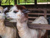 Alpaca lama close up portrait white and brown of cute friendly feeding in farm chewing glass. royalty free stock photography Alpaca lama close up portrait white and brown of cute friendly feeding in farm chewing glass. royalty free stock photography