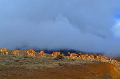 Alpaga dans le volcan de Chimborazo, Equateur Alpaga dans le volcan de Chimborazo, Equateur