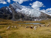 Alpaga nel peruviano le Ande immagine stock Alpaga nel peruviano le Ande immagine stock