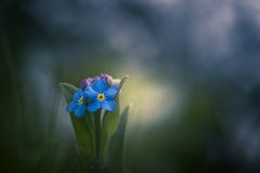 Alpestris Myosotis στοκ φωτογραφίες με δικαίωμα ελεύθερης χρήσης Alpestris Myosotis στοκ φωτογραφίες με δικαίωμα ελεύθερης χρήσης