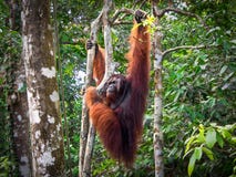 Alpha Male Borneo Orangutan en la reserva de naturaleza de Semenggoh, Malasia imágenes de archivo libres de regalías Alpha Male Borneo Orangutan en la reserva de naturaleza de Semenggoh, Malasia imágenes de archivo libres de regalías