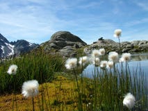Alpin Flowers Stock Photos Alpin Flowers Stock Photos