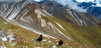 Alpine Chough or Yellow-Billed Chough in the Himalayas