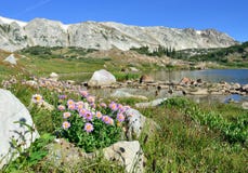 Alpine Flowers In Front Of The Medicine Bow Mountains Of Wyoming Stock Photo