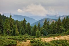 Alpine landscape with pine forests Stock Image Alpine landscape with pine forests Stock Image