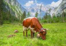 Alpine meadow with cows and rustic houses in Berchtesgaden National Park