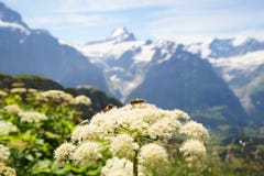 Alpine peaks of Grindelwald and Jungfrau. Landskape background of Bernese highland. Alps, tourism, journey, hiking royalty free stock photography Alpine peaks of Grindelwald and Jungfrau. Landskape background of Bernese highland. Alps, tourism, journey, hiking royalty free stock photography