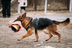Alsaziano di razza Wolf Dog di Young Dog Or del pastore tedesco attacco fotografia stock libera da diritti Alsaziano di razza Wolf Dog di Young Dog Or del pastore tedesco attacco fotografia stock libera da diritti