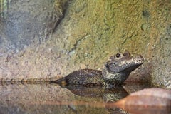 African Dwarf Crocodile resting with half of the body submerged in the water while looking sharp into the lense royalty free stock images African Dwarf Crocodile resting with half of the body submerged in the water while looking sharp into the lense royalty free stock images