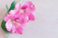 Alstroemeria flowers on cream color background. royalty free stock photography Alstroemeria flowers on cream color background. royalty free stock photography