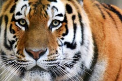 Altaica del Tigri della panthera della tigre siberiana Fotografia Stock Libera da Diritti Altaica del Tigri della panthera della tigre siberiana Fotografia Stock Libera da Diritti