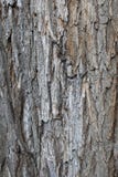 Alte Baumbeschaffenheit der Baumrinde Lizenzfreie Stockfotos