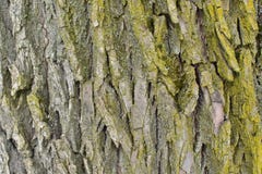 Alte raue Barke eines Baums mit Moos stockbild Alte raue Barke eines Baums mit Moos stockbild