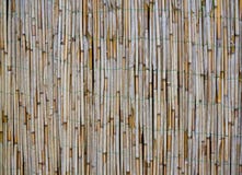 Alter Bambus/Reedbeschaffenheit Alter Bambus/Reedbeschaffenheit
