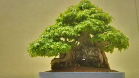 Alter Bonsai-Baum Stockfotos Alter Bonsai-Baum Stockfotos