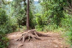 Alter Stumpf auf einem Weg in einem Wald Lizenzfreies Stockbild Alter Stumpf auf einem Weg in einem Wald Lizenzfreies Stockbild