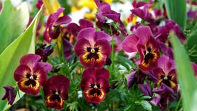 Altfiolwittrockiana, penséblommor i vårträdgård arkivfoton Altfiolwittrockiana, penséblommor i vårträdgård arkivfoton