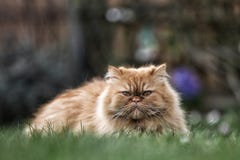 Although The Persian Cat Has Only One Nicely Stock Images