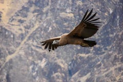 Alto del vuelo del cóndor para arriba sobre el barranco de Colca imagen de archivo libre de regalías Alto del vuelo del cóndor para arriba sobre el barranco de Colca imagen de archivo libre de regalías