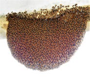 Alveare nel nostro giardino Immagine Stock Alveare nel nostro giardino Immagine Stock