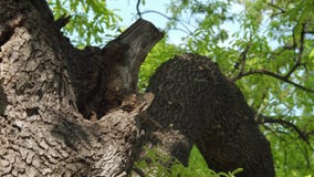 Alveare nel tronco di albero Alveare nel tronco di albero