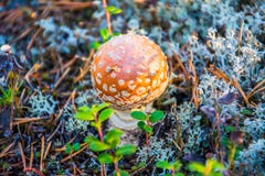 The Amanita close-up. Nadym royalty free stock images The Amanita close-up. Nadym royalty free stock images