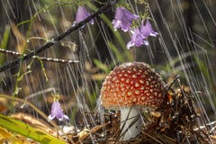 Amanita muscaria fly agaric red mushrooms with white spots in grass royalty free stock image Amanita muscaria fly agaric red mushrooms with white spots in grass royalty free stock image