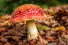 Huge red mushroom with white dots. Amanita muscaria, commonly known as the fly agaric. royalty free stock photo Huge red mushroom with white dots. Amanita muscaria, commonly known as the fly agaric. royalty free stock photo