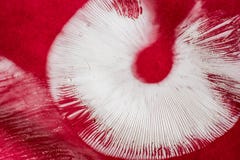 Free Amanita Muscaria Spore Prints Stock Photos - 101653523