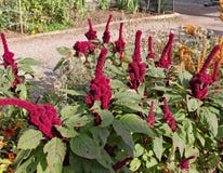 Amaranthus gangeticus ή επικεφαλής ανάπτυξη ελεφάντων σε έναν αγγλικό κήπο χωρών στοκ φωτογραφία με δικαίωμα ελεύθερης χρήσης Amaranthus gangeticus ή επικεφαλής ανάπτυξη ελεφάντων σε έναν αγγλικό κήπο χωρών στοκ φωτογραφία με δικαίωμα ελεύθερης χρήσης