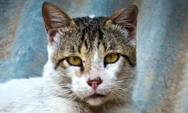 Amarelo bonito gato eyed que olha na câmera-Índia fotos de stock Amarelo bonito gato eyed que olha na câmera-Índia fotos de stock