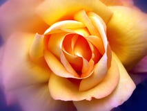 Amarelo de Rosa foto de stock royalty free Amarelo de Rosa foto de stock royalty free