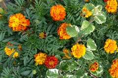 Amarillo anaranjado floreciente y verde del fondo floreciente de las flores Fotos de archivo libres de regalías Amarillo anaranjado floreciente y verde del fondo floreciente de las flores Fotos de archivo libres de regalías